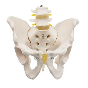 Wholesale Medical Teaching Pvc Pelvis Anatomy Model With 2pcs Lumbar Vertebrae from china suppliers