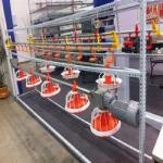 Original factory wholesale, flat chicken goose automatic feeding system, chicken