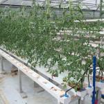 Greenhouse Farming Soilless Hydroponic NFT PVC Pipe Tube Growing System