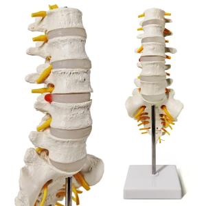 Wholesale Sacrum Coccyx Nerves Life Size Skeleton Model human skeleton 3D School Teaching from china suppliers