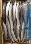 1# BQF Seafrozen Pacific Saury Fish With Bulk Packaging
