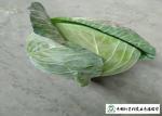 Natural Bright Green Flat Dutch Cabbage , Ball Cabbage Maintaining Enhancing