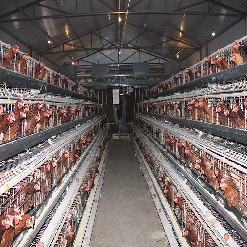 3 Tier 120 Birds Laying Hens Chicken Cage Battery Cage With Nipple For Layers Farms