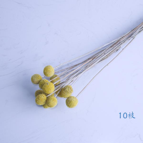 50cm Craspedia Globosa Air Drying Flowers