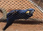 Ferruled Stainless Steel Bird Aviary Wire Mesh Netting
