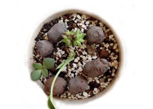 Wholesale 8-16 mm Clay Pellets Growing Medium Garden Decoration Ball For Hydroponic Aquaponics from china suppliers