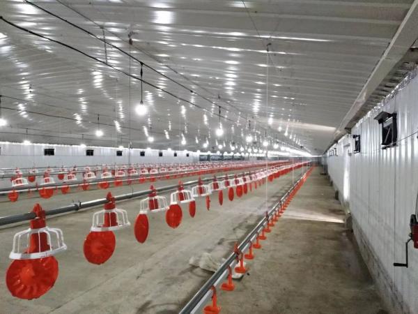 Modern Steel Structure Poultry House Chicken Coop Prefab Farm Buildings