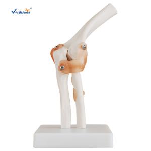 Wholesale Professional Medical Teaching Anatomical Skeleton Model Plastic Elbow Joint Models from china suppliers