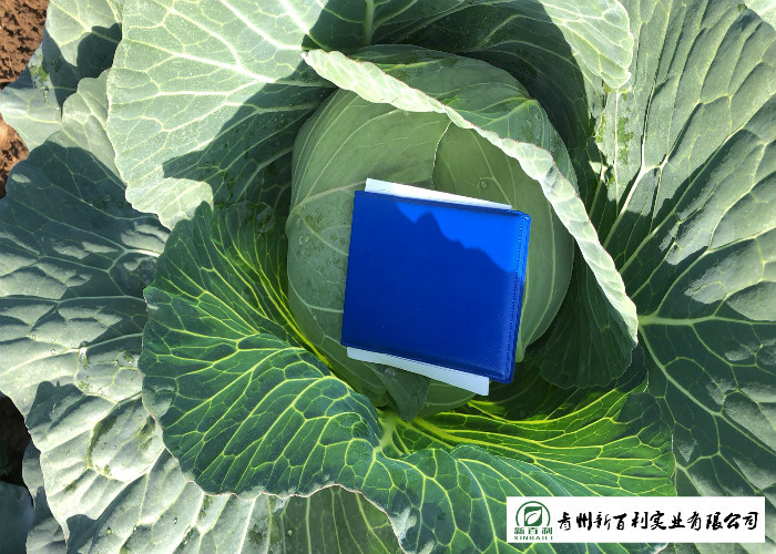 Clean Flat Head Cabbage Low Calories Contains Small Micronutrient No Stain