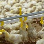 Automatic Bell Drinker For Poultry