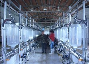 China Hot Galvanized Dairy Farm Milking Herringbone Milking Parlor With Splash Guard on sale