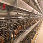 Q235 Steel Stronger Wire Broiler Cage 1.5m By 2.2m By 1.75m Adela