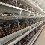 Hot Dipped Galvanized H Type Poultry Cage , Running Feeder Chicken Wire Cage