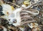 Equator Squid Tentacles Open Neck 500g Size Iso22000 Certification