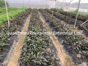 Wholesale Compostable Weed Barrier Fabric from china suppliers