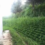 50mm-250mm Height HDPE Retaining Wall Road Reinforcement Geocell for Landslide