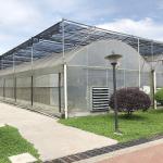 Durable Custom Size Poly Tunnel Multi-span Film Agricultural Greenhouse for