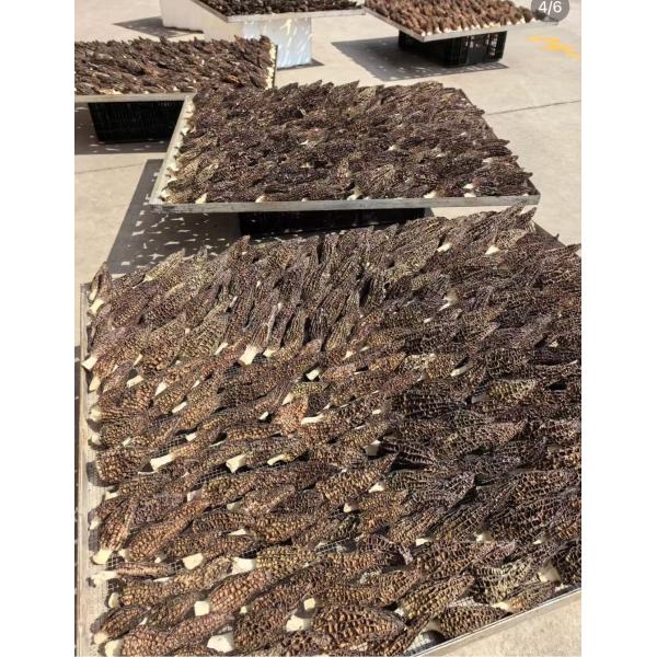 ISO9001 Certified Natural Cultivation Morchella Esculenta Morel Mushroom Dual-Purpose Edible and Medicinal Chinese Herbal Supplement
