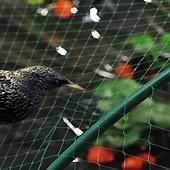 Wholesale Anti bird net from china suppliers