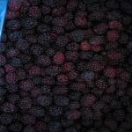 IQF Blackberries whole fruit, dark or deep red, calibrated or uncalibrated