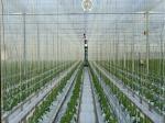 9000m Polypropylene UV Stabilized Tomato Tying Garden Twine