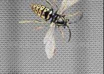 Wholesale 18x16 5154 Aluminium Wire Mesh Screen 8.5ft Width Anti mosquito from china suppliers