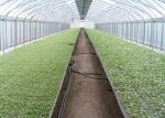 UV Treated Multi Span Woven 200 Micron Reinforced Greenhouse