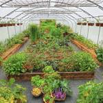 Commercial Greenhouse System for Affordable Hydroponic Tunnel Initial Payment