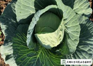 Wholesale 2.5 Kg / Per Fresh Green Cabbage HACCP / GAP Standard For Salad Factory from china suppliers