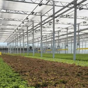 Wholesale Greenhouse Hydroponics System with Customization and 100.000kg Package Gross Weight from china suppliers