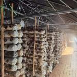 Uv Protected Arch Mushroom Poly Tunnel Greenhouse