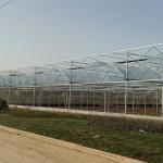 Hot Sale Hydroponic Multi-Span film Greenhouse For Rose/Strawberry/Tomato