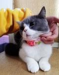 Wear Resistant Custom Pet Collars 100% Cotton Material For Birthday Party
