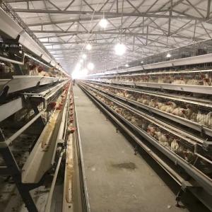 Wholesale Hygienic A Type Hens Farm Layer Chicken Cage Automatic Manure Removing from china suppliers