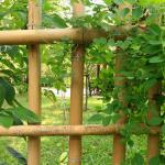 100 % Natural Strong Durable Moso Bamboo Pole Customize Length