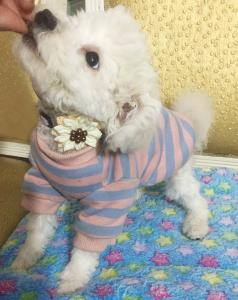 Wholesale Exquisite Custom Pet Collars Flower Design Size S-XL OEM / ODM Available from china suppliers