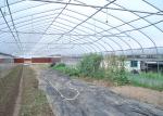 Agricultural Vegetable Commercial Poly Tunnel Greenhouse With Plastic Cover
