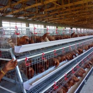 Wholesale 120 128 160 Birds Egg Layer Chicken Cage A Type For South Africa Kenya from china suppliers