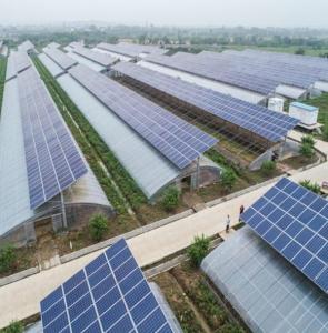 Wholesale Customization Multi-Span Arch Type Cucumber Lettuce Photovoltaic Greenhouses jx-SG-20 from china suppliers