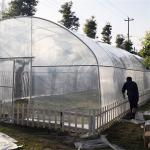 Anti Dew 6 Width Tunnel Plastic Greenhouse For Vegetable Growing