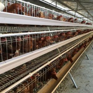 Wholesale Q235 Bridge Steel A Frame Layer Chicken Cage For Chicken Farm from china suppliers