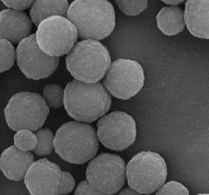 Wholesale 500nm 10 mL Silica Magnetic Beads For DNA Extraction With Super Strong Magnetism from china suppliers