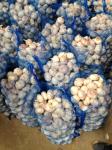 5.5-6.0 cm China fresh garlic export to Ecuador Guayaquil