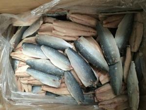 China Frozen Mackerel fillets IQF  Scomber Japonicus on sale