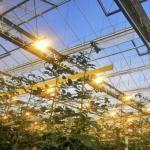 Venlo Glass Greenhouse for Vegetables Roofing Shape a Type Roof 30 Days Return