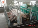 pig farrowing sty