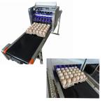Flexible Digital Eggs Industrial Inkjet Barcode Printers With Various Color Ink