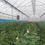 Hot Dip Galvanized Steel Plastic Multispan Greenhouse For Four Seasons Planting