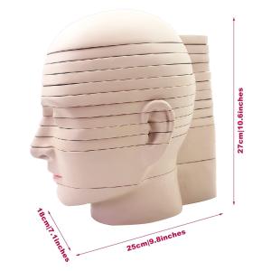 Wholesale horizontal section of brain nerve function medical brain tomography 12-slice head anatomical model from china suppliers