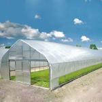 Single Span Tunnel Plastic Film Planting Vegetable Greenhouse For Agriculture